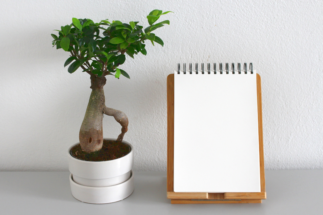 A plant and a notebook