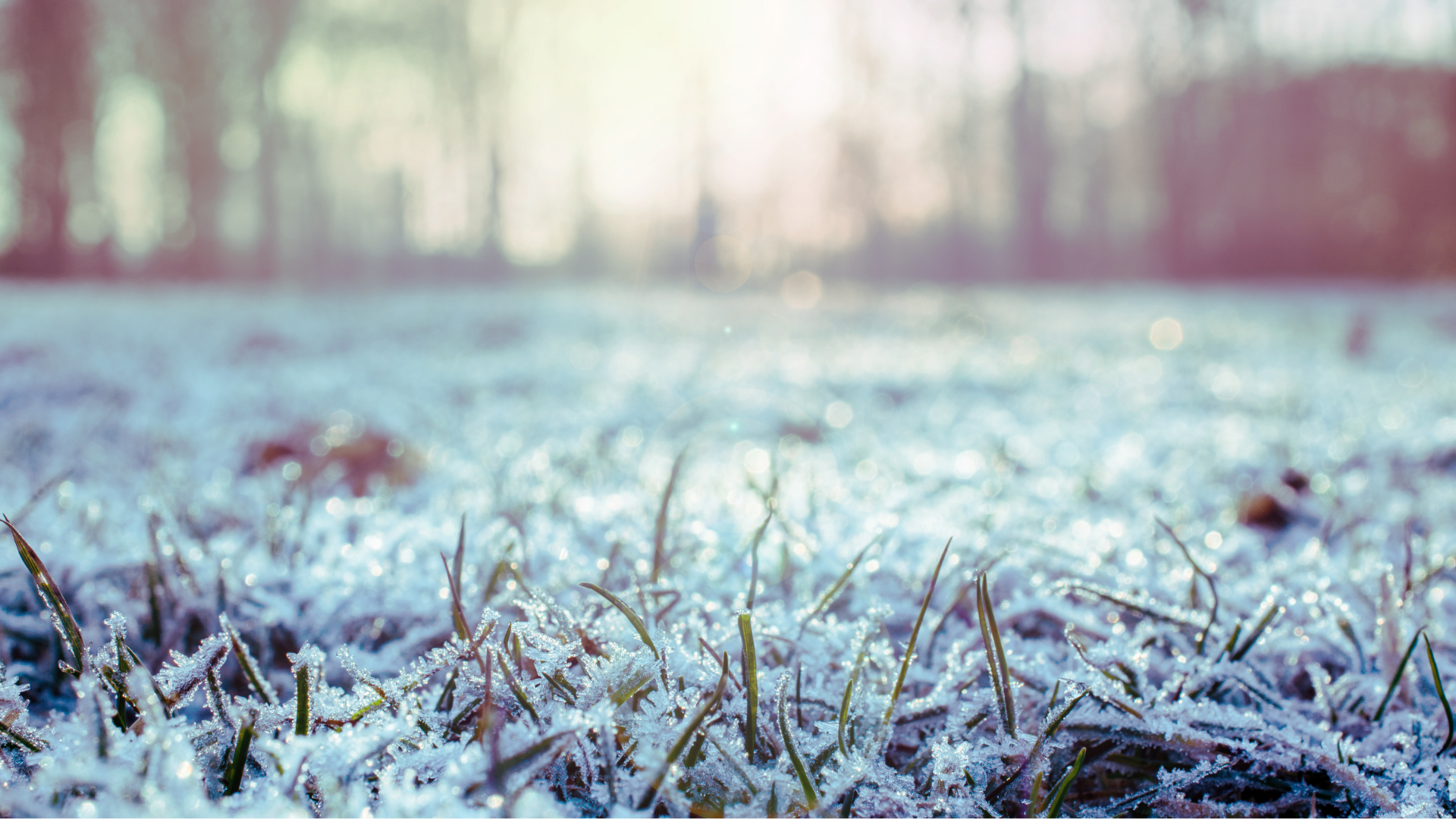 Frozen grass