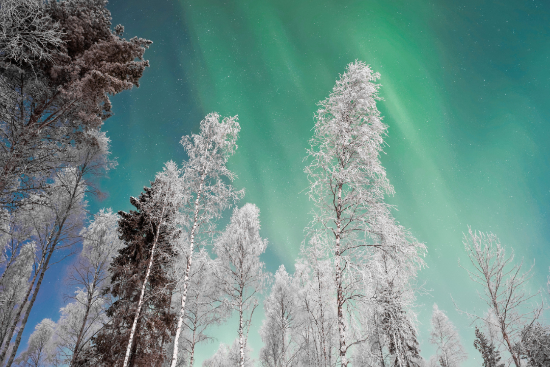 Northern lights and snowy trees