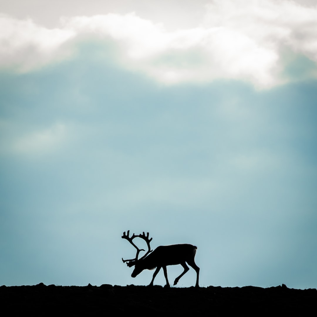 A reindeer walking on a cloudy mountain