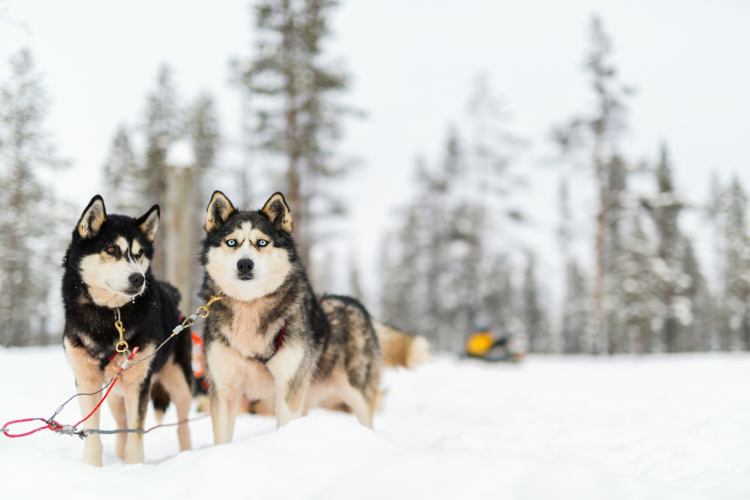 Two huskies in the snow