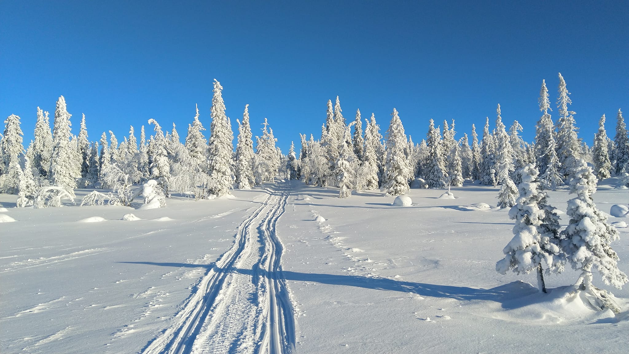 A snowy trail in the forest